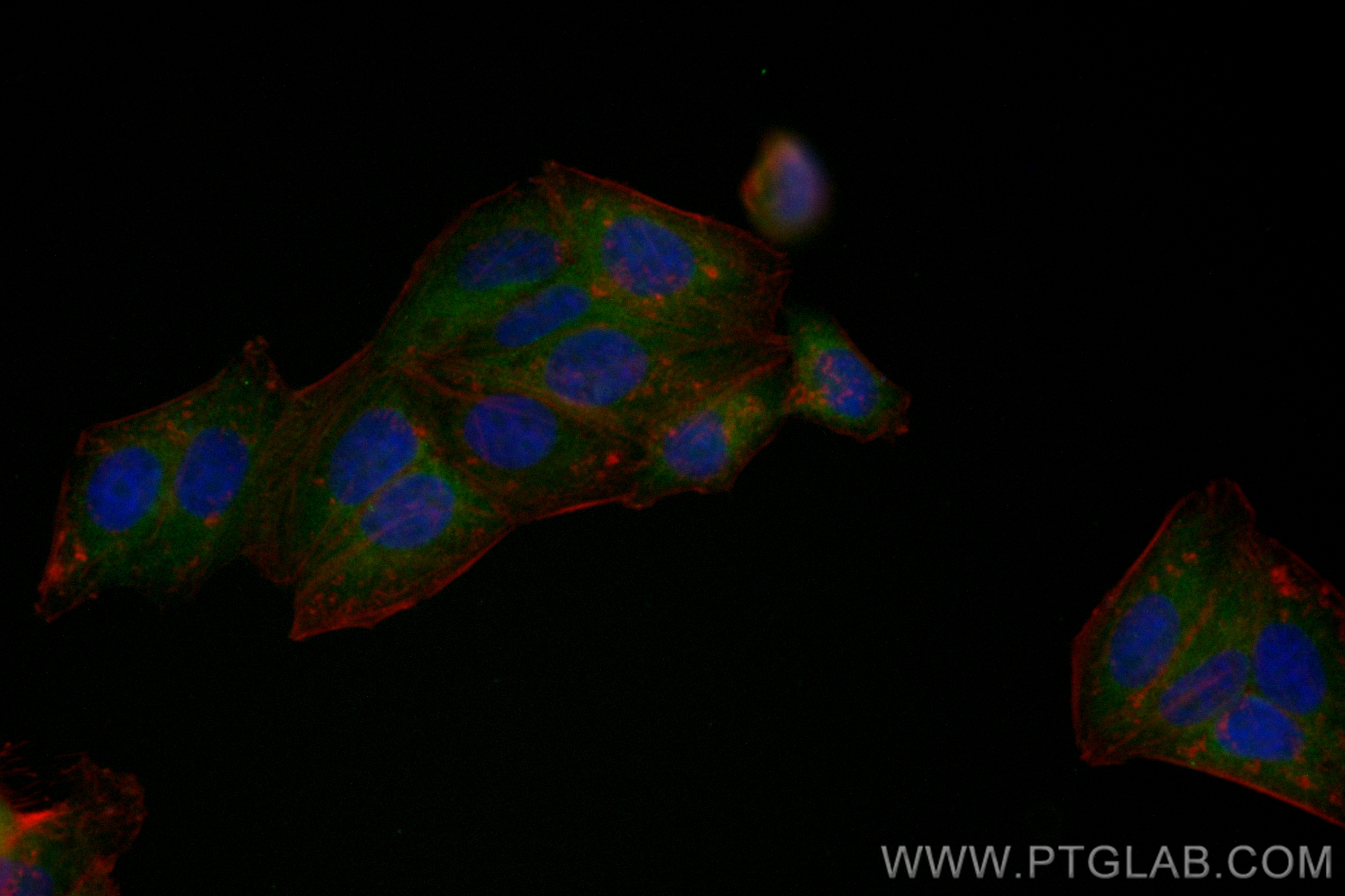 IF Staining of HepG2 using CL488-82815