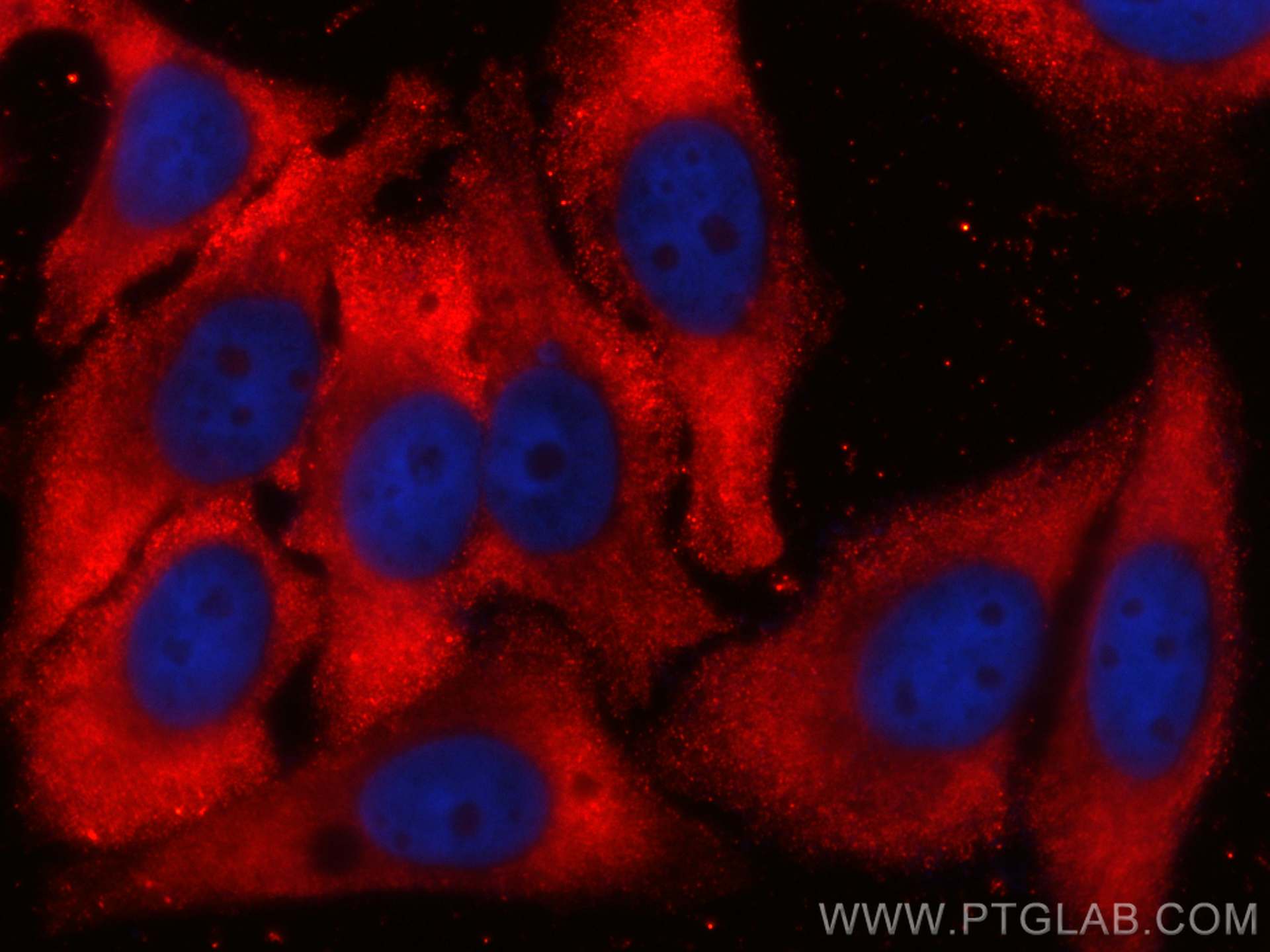 IF Staining of HepG2 using CL594-66130