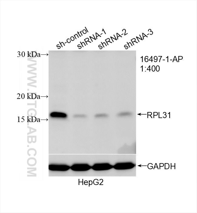 WB analysis of HepG2 using 16497-1-AP