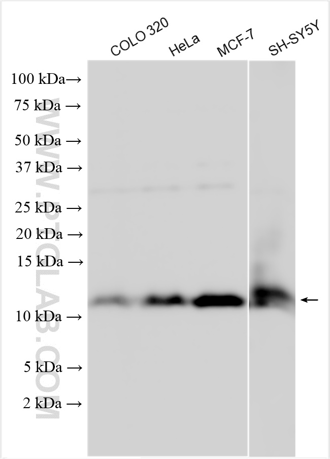 WB analysis using 14660-1-AP