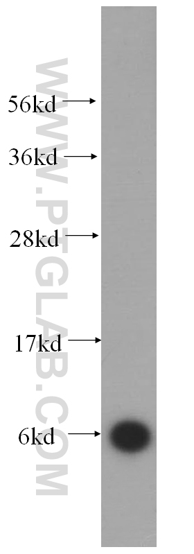 WB analysis of HepG2 using 14990-1-AP