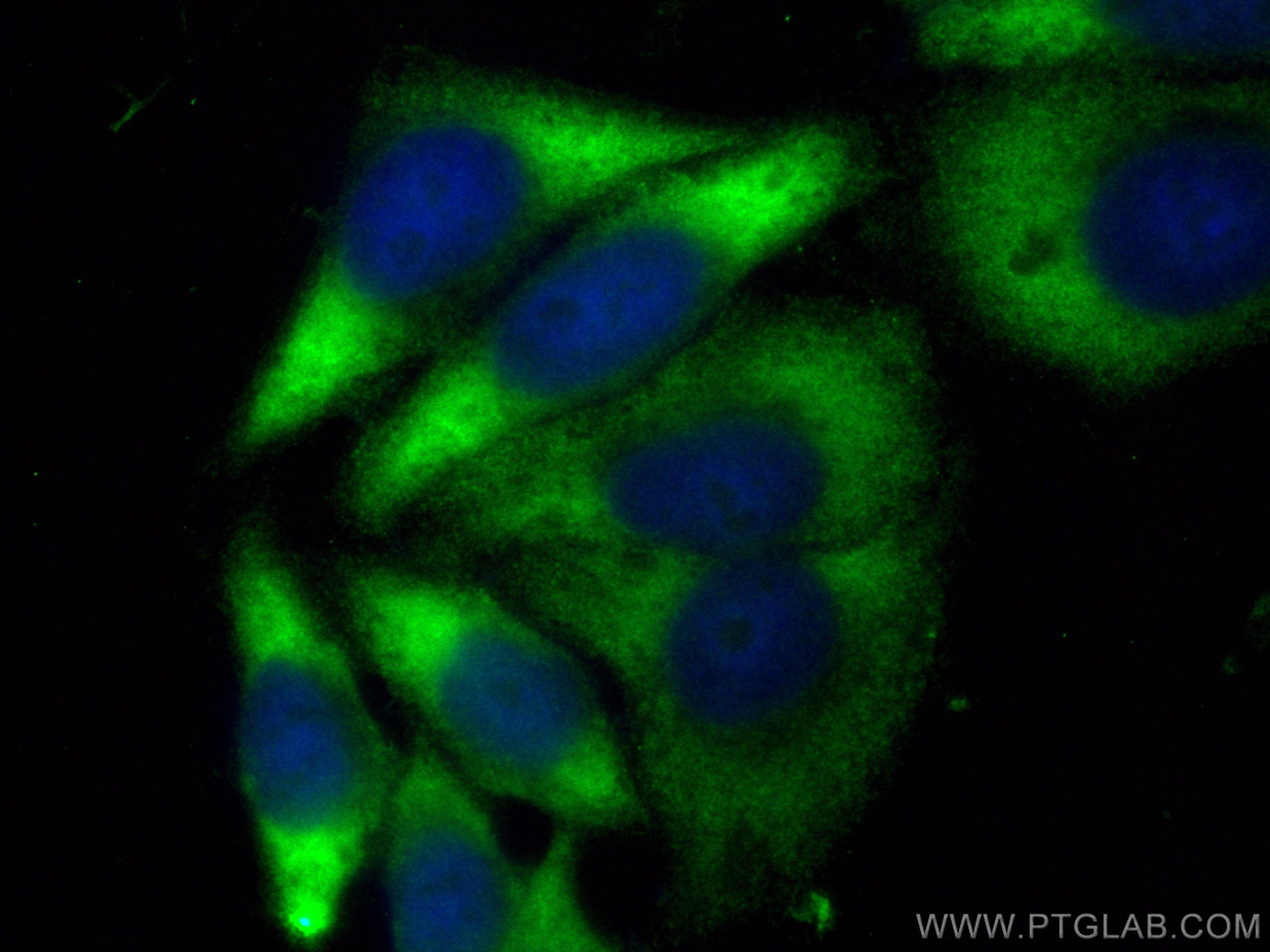 IF Staining of HepG2 using CL488-14990