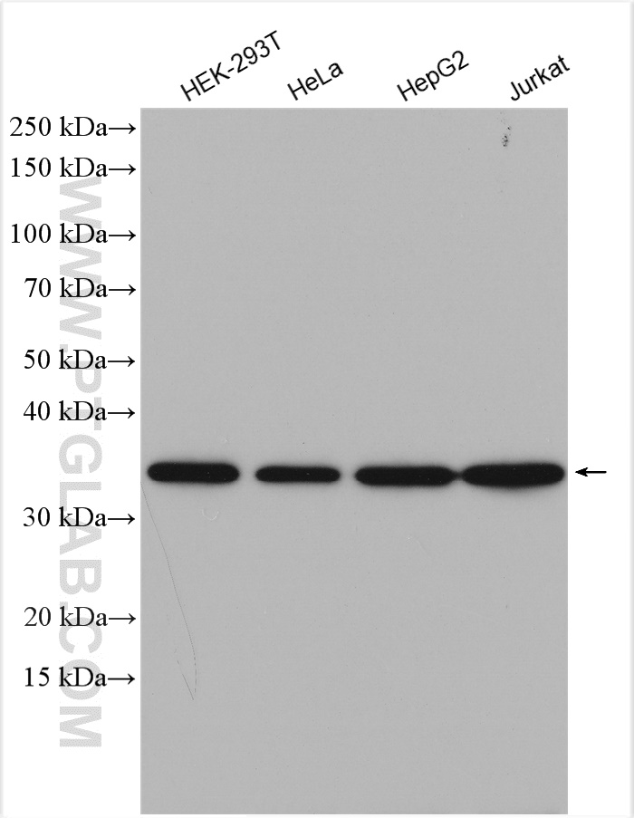 WB analysis using 15387-1-AP