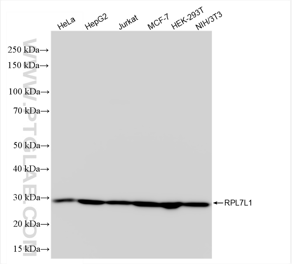 WB analysis using 84907-1-RR (same clone as 84907-1-PBS)