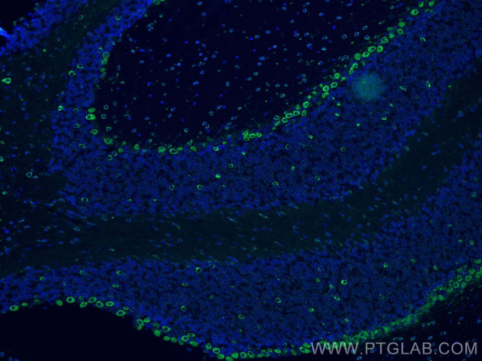 IF Staining of mouse cerebellum using 68054-1-Ig (same clone as 68054-1-PBS)