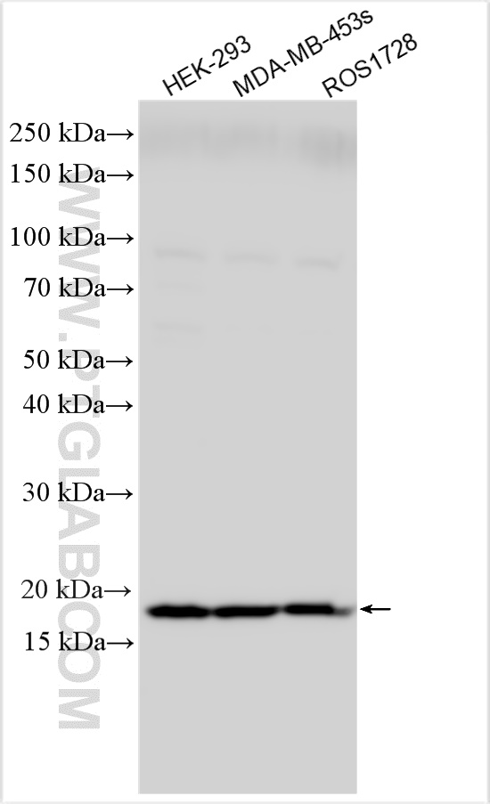 WB analysis using 15942-1-AP