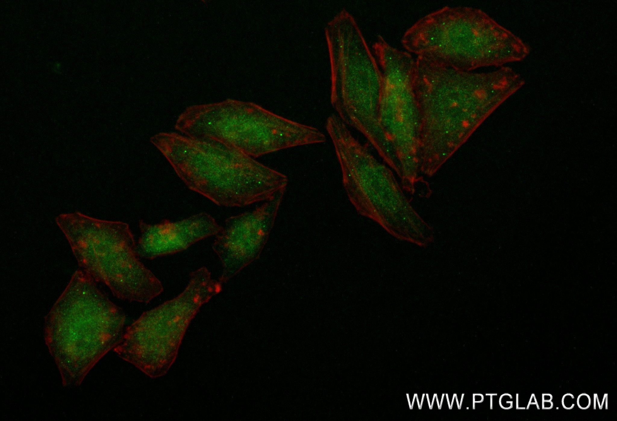 IF Staining of HepG2 using 83517-3-RR (same clone as 83517-3-PBS)