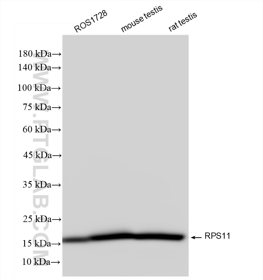 WB analysis using 83517-3-RR (same clone as 83517-3-PBS)