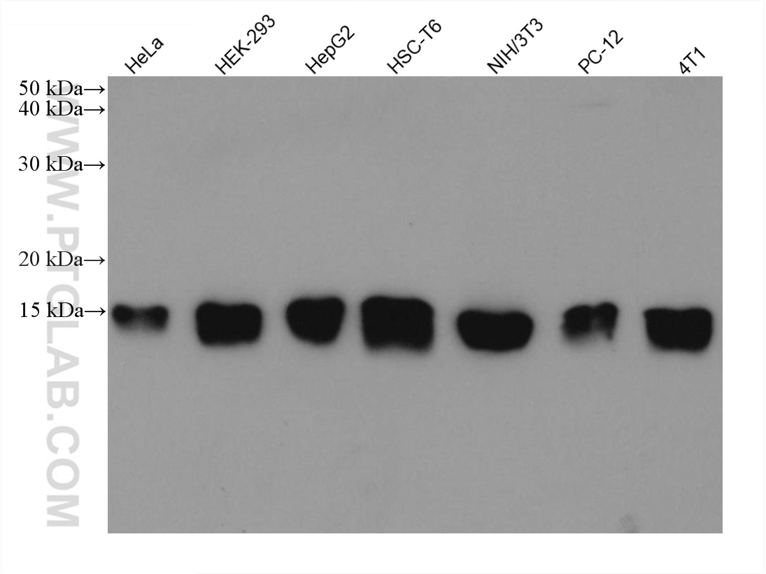 WB analysis using 67683-1-Ig (same clone as 67683-1-PBS)