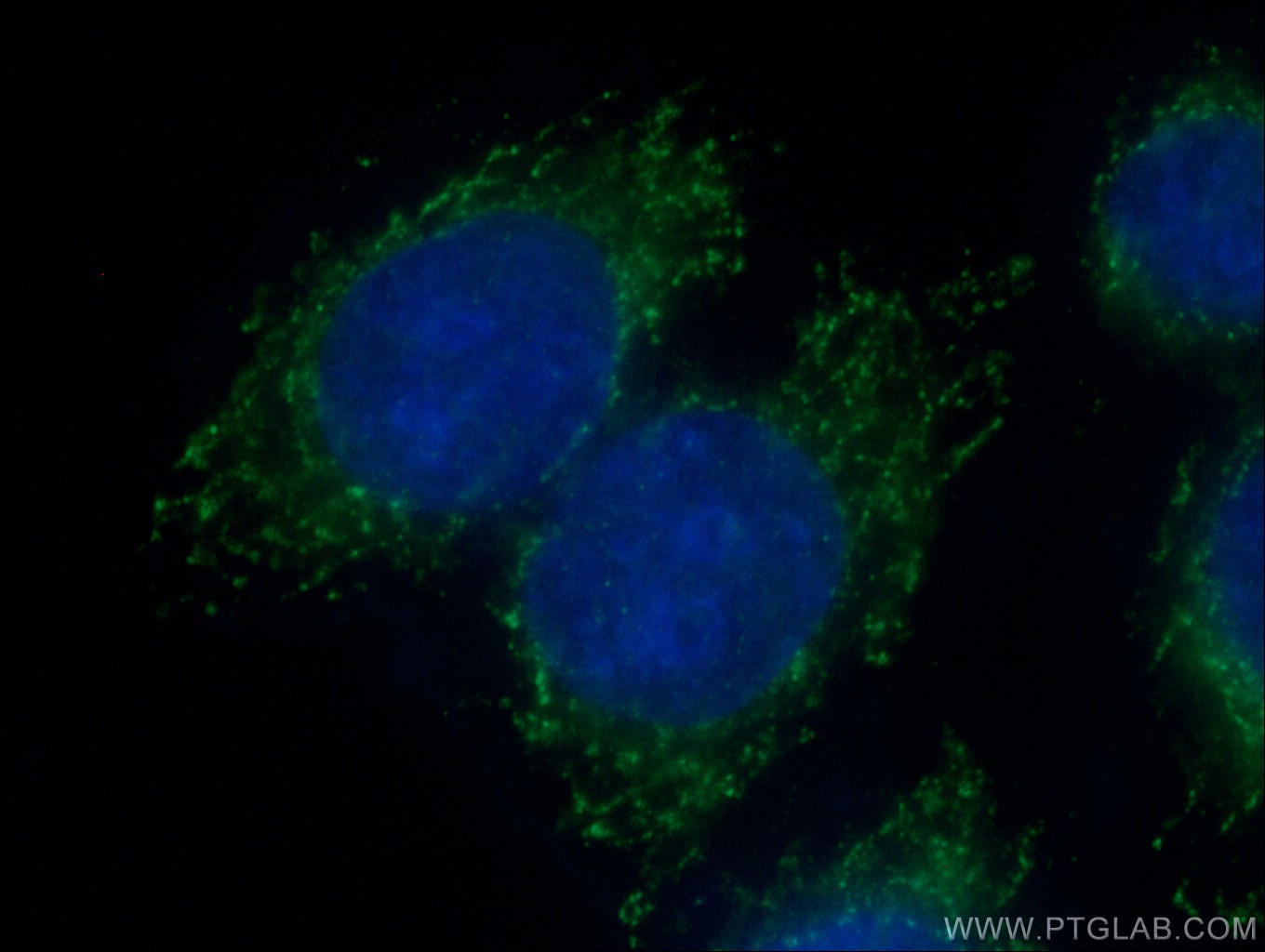 IF Staining of HeLa using 16680-1-AP