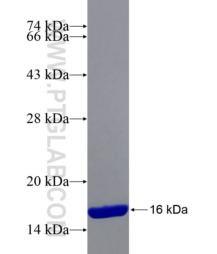 RPS13 fusion protein Ag29105 SDS-PAGE