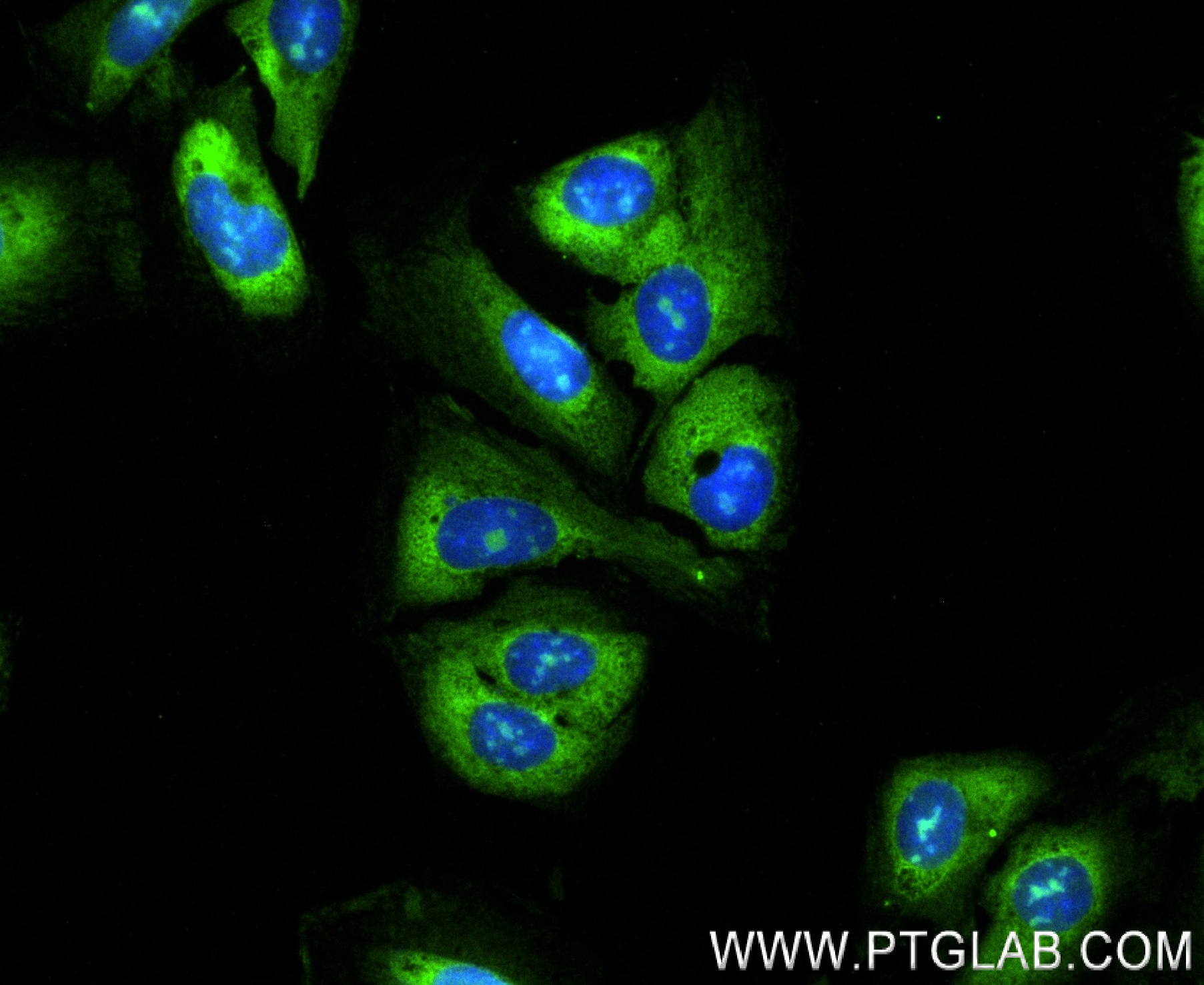 IF Staining of U2OS using 83848-4-RR