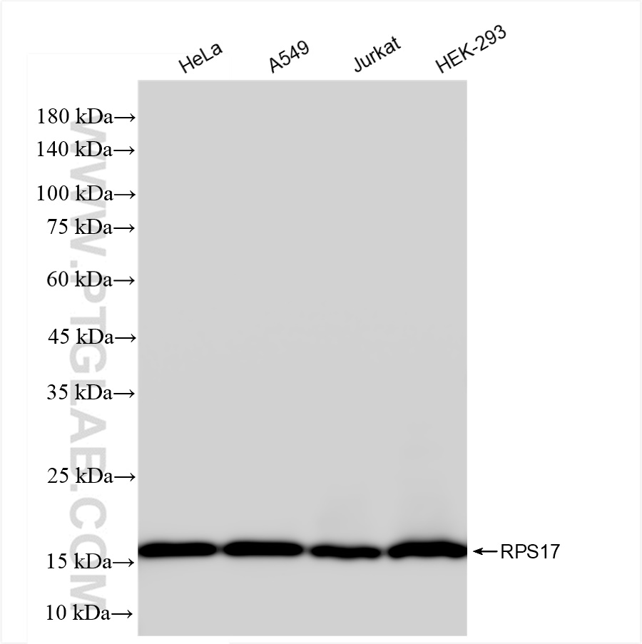 WB analysis using 83848-4-RR