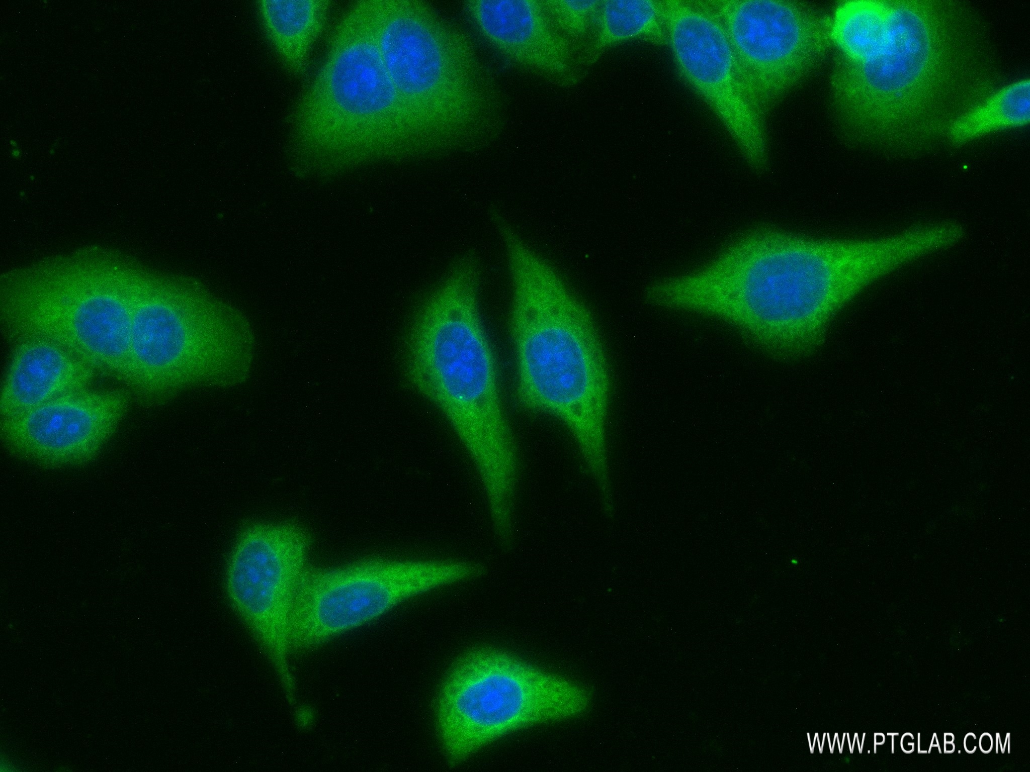 IF Staining of HepG2 using 83327-1-RR (same clone as 83327-1-PBS)