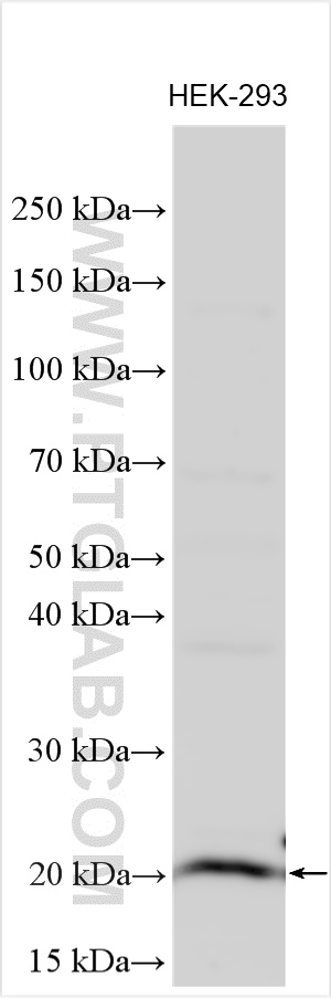 WB analysis using 14319-1-AP