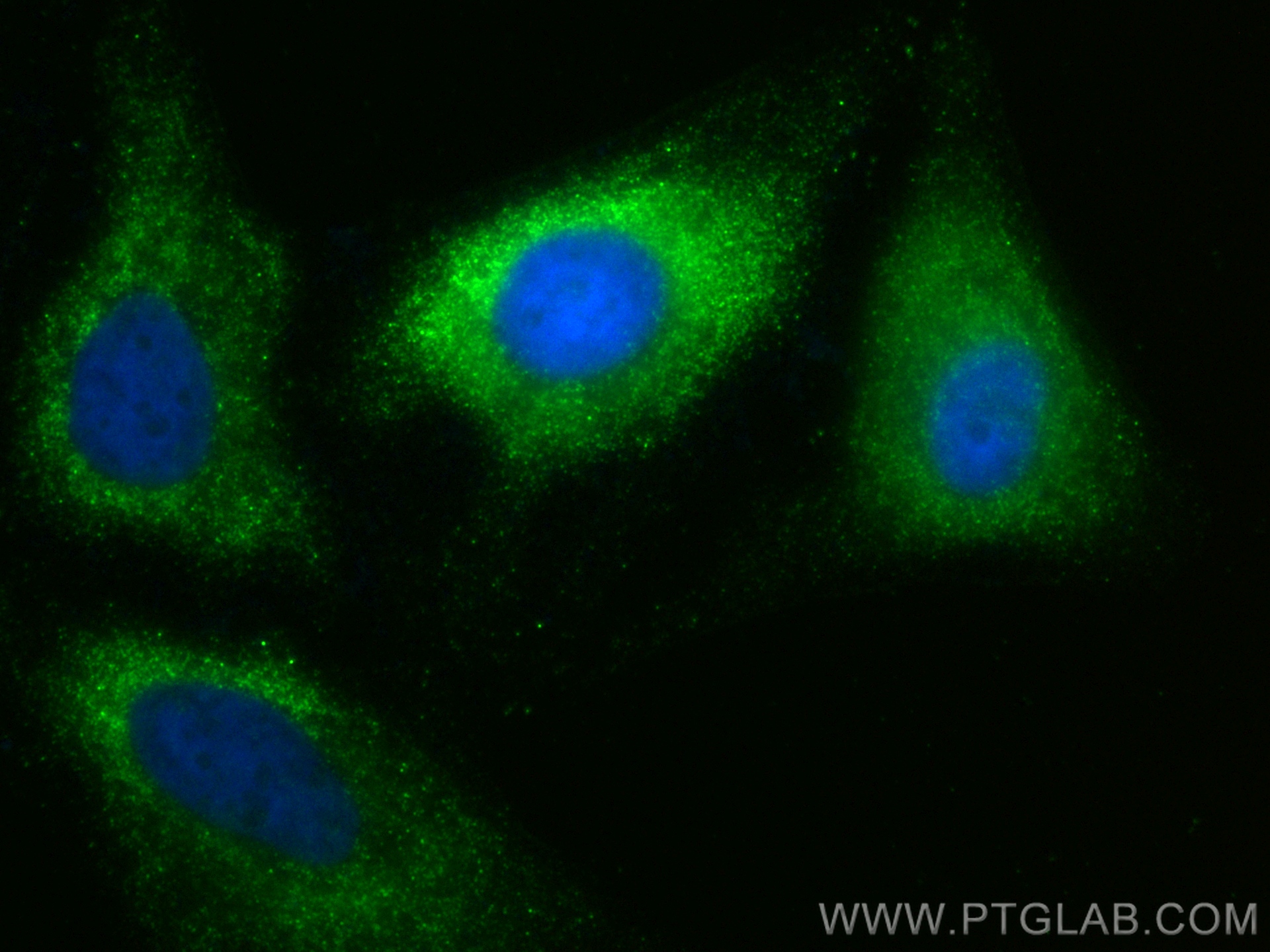 IF Staining of HeLa using CL488-68270