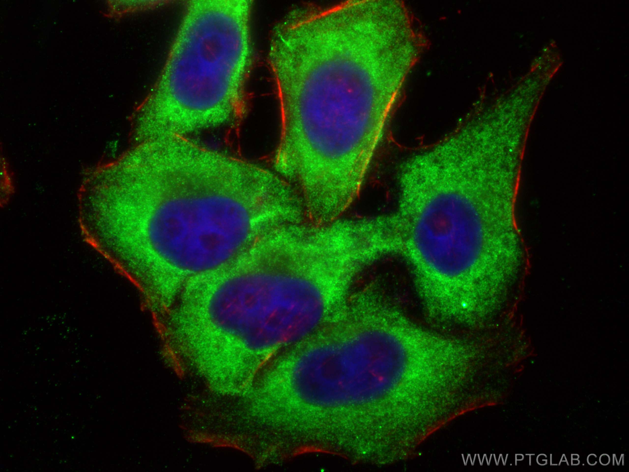 IF Staining of HepG2 using 16946-1-AP