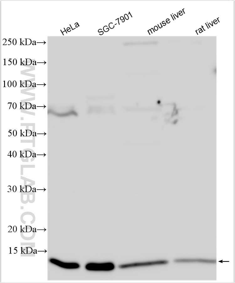 WB analysis using 16946-1-AP