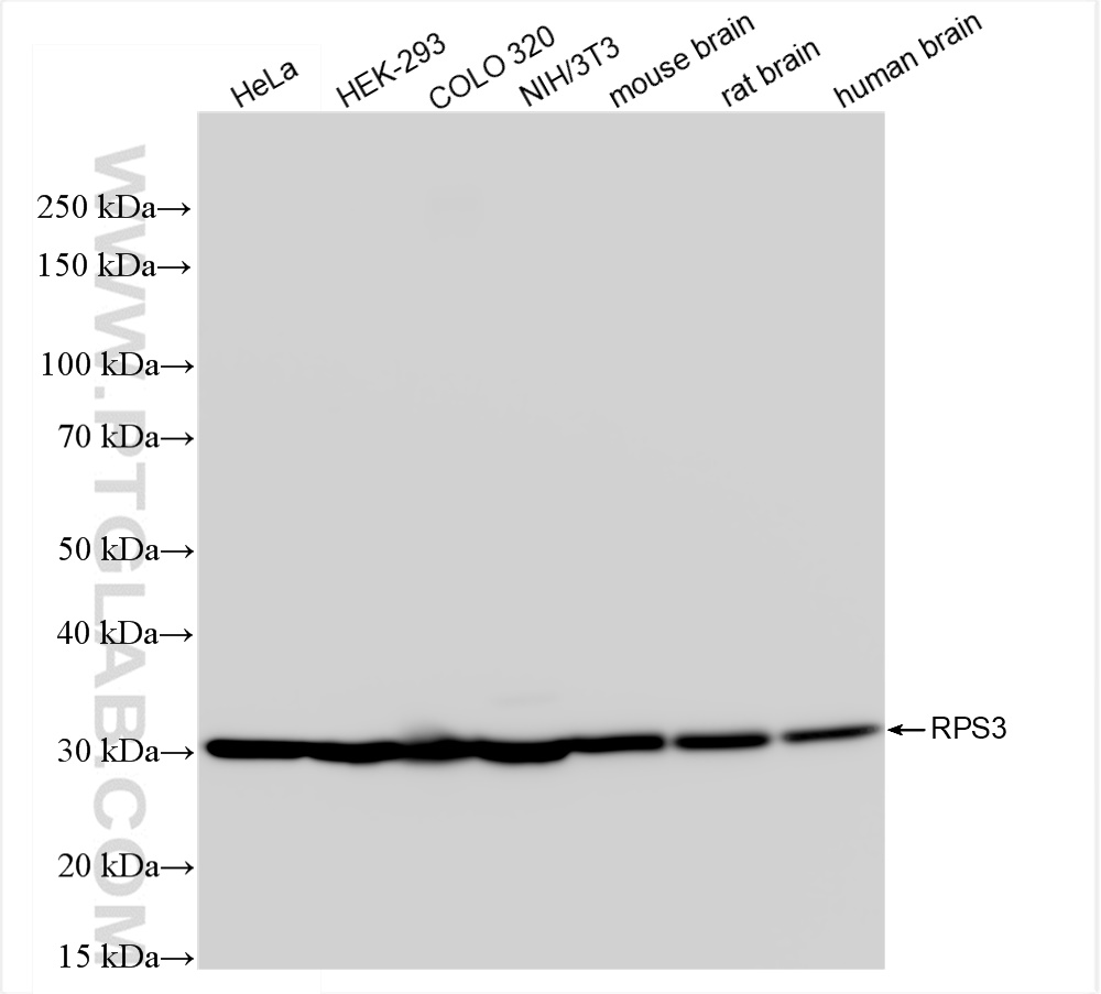 WB analysis using 84947-4-RR