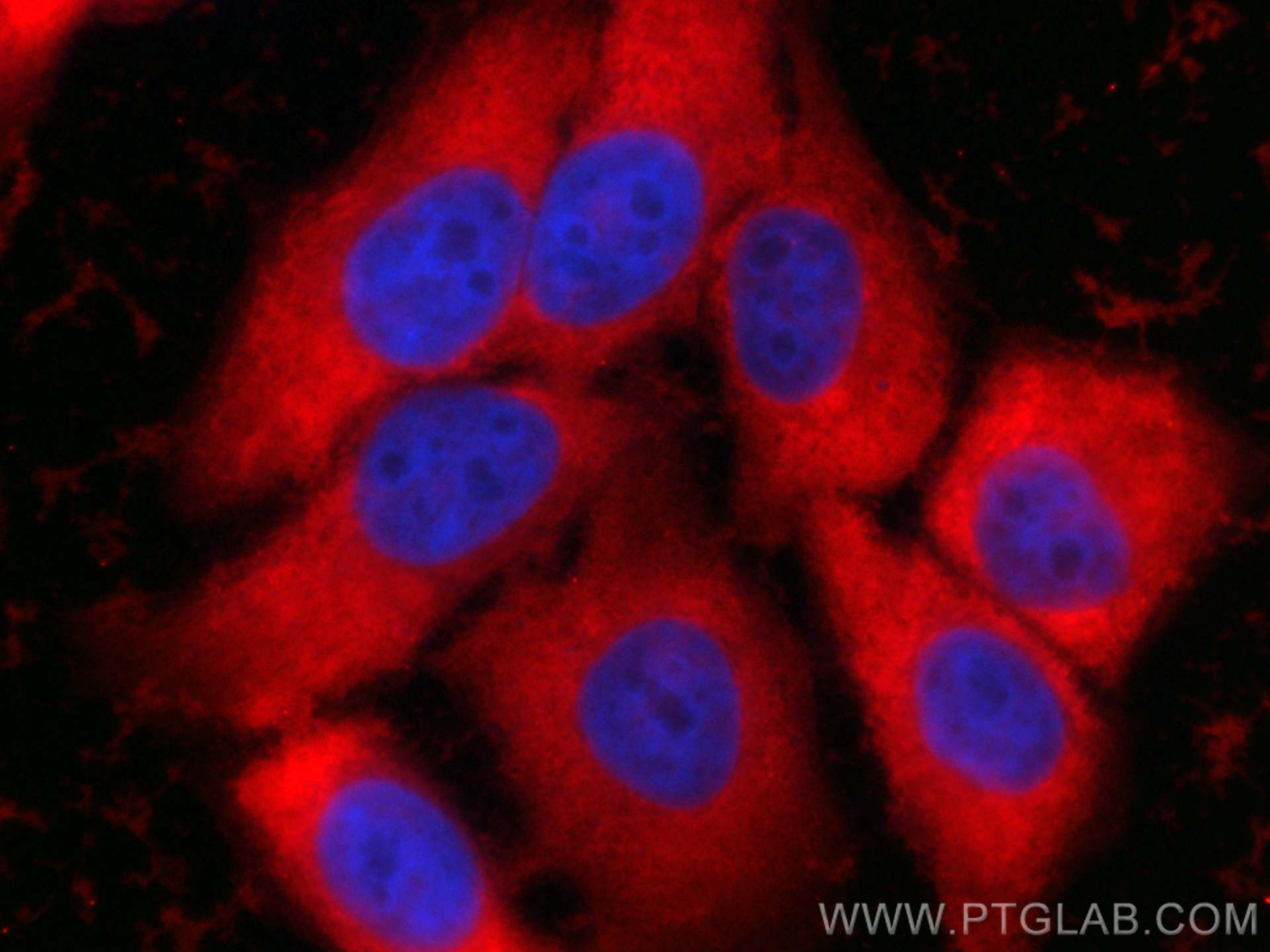 IF Staining of HepG2 using CL594-66046