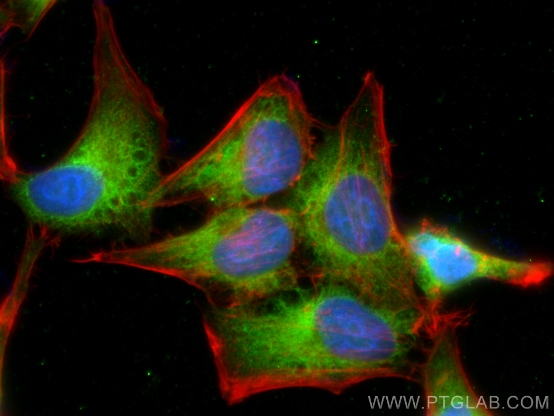 IF Staining of HepG2 using 80208-1-RR