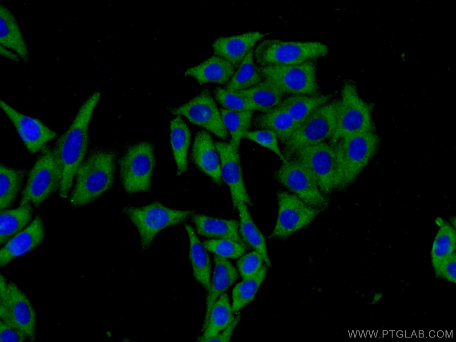 IF Staining of HepG2 using 23762-1-AP