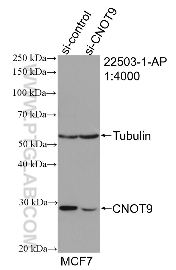 WB analysis of MCF-7 using 22503-1-AP