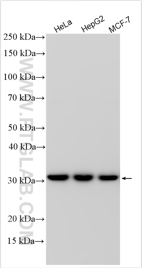 WB analysis using 22503-1-AP