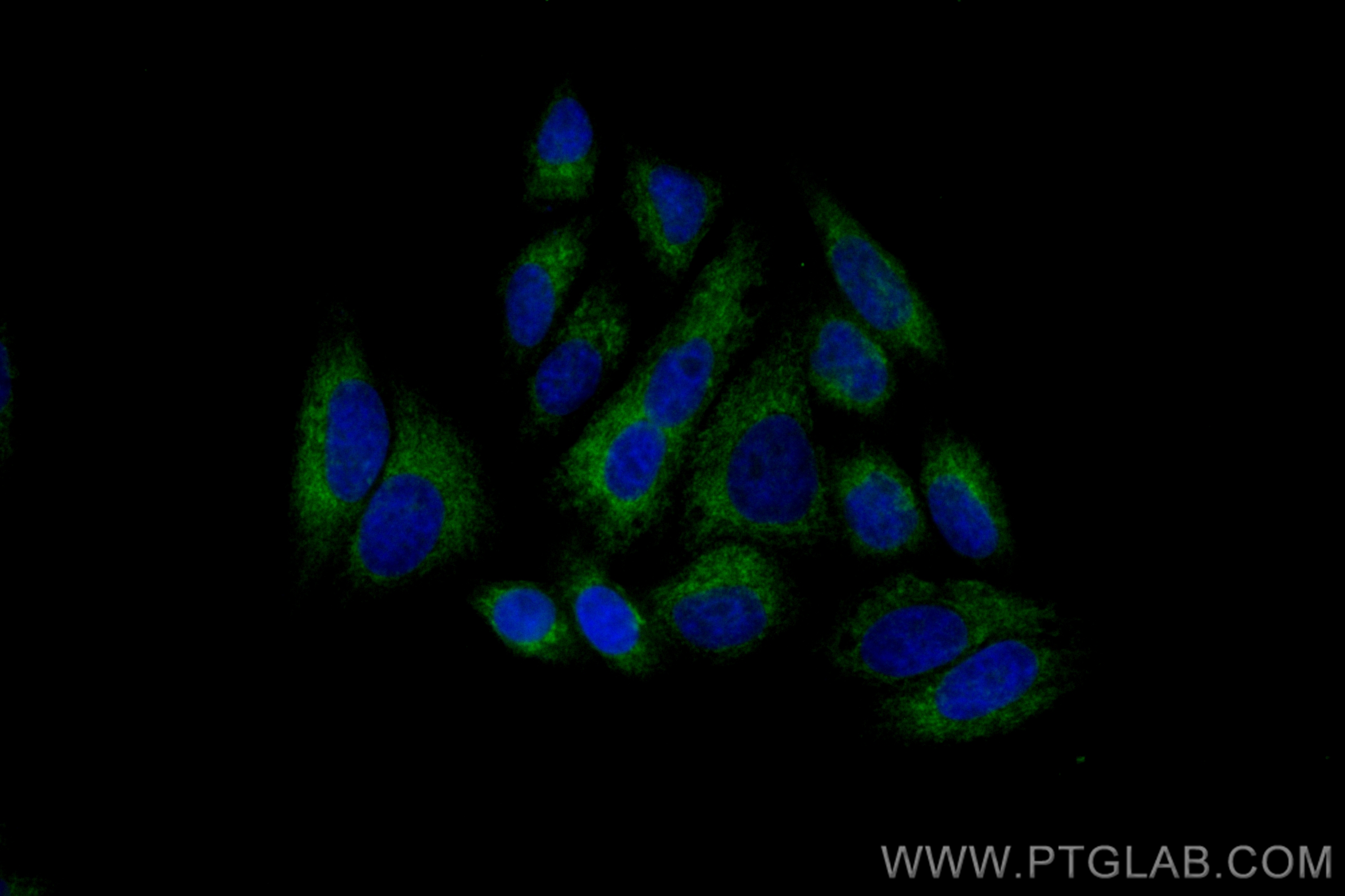 IF Staining of HepG2 using CL488-82890-2