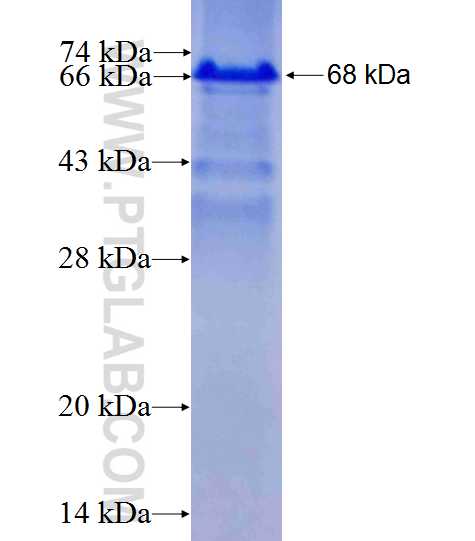 RREB1 fusion protein Ag26780 SDS-PAGE