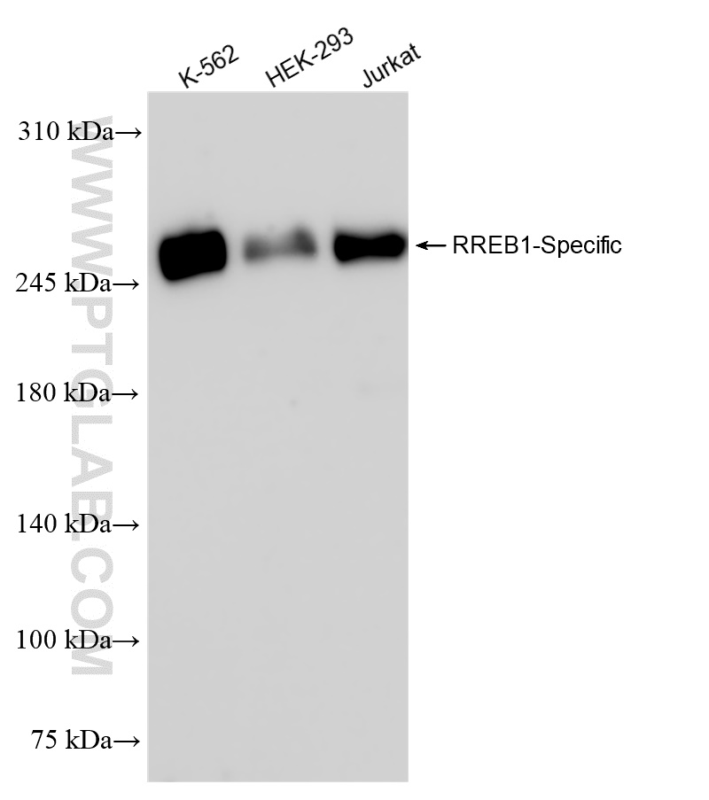 RREB1-Specific