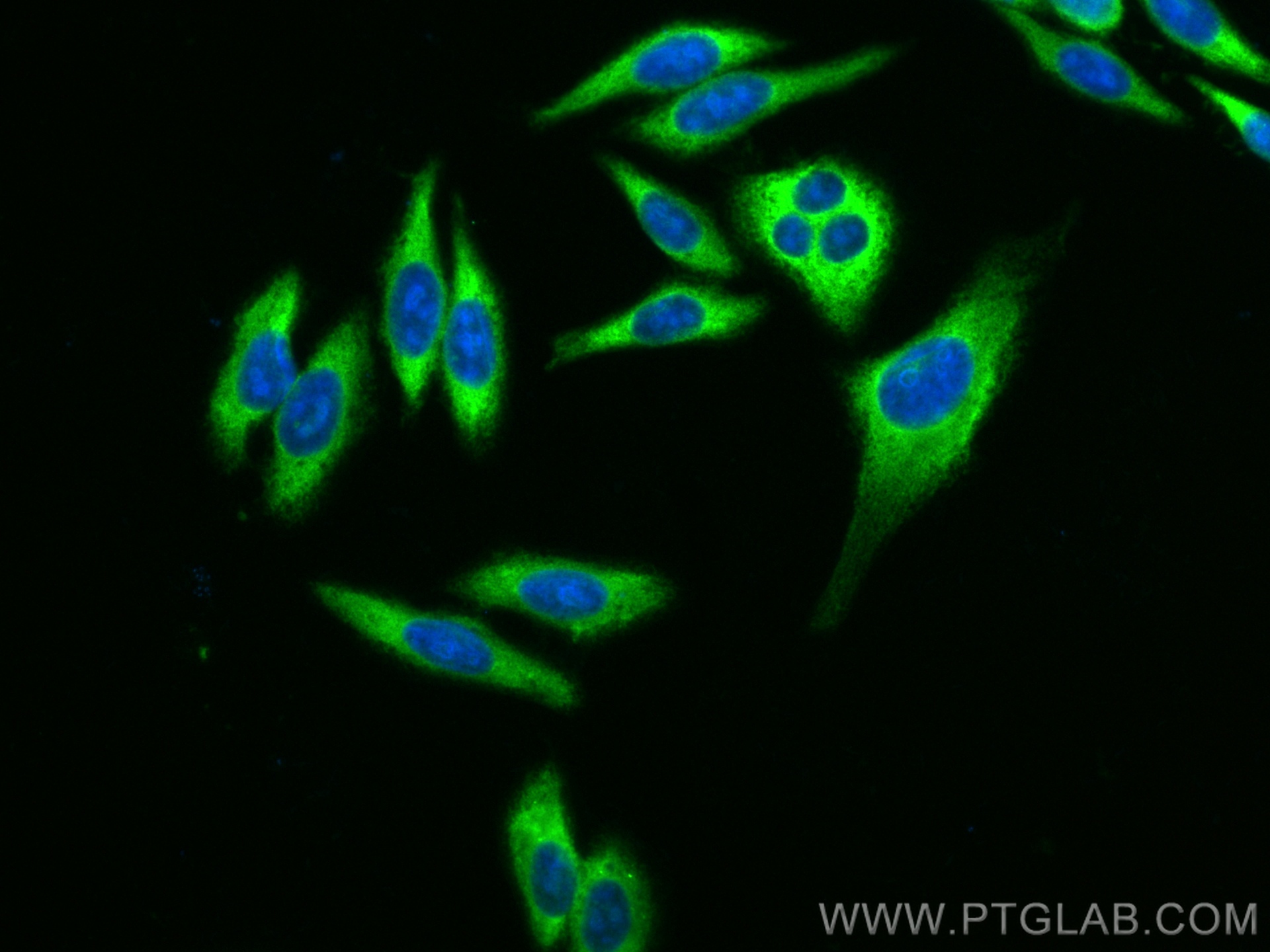 IF Staining of HepG2 using CL488-60073