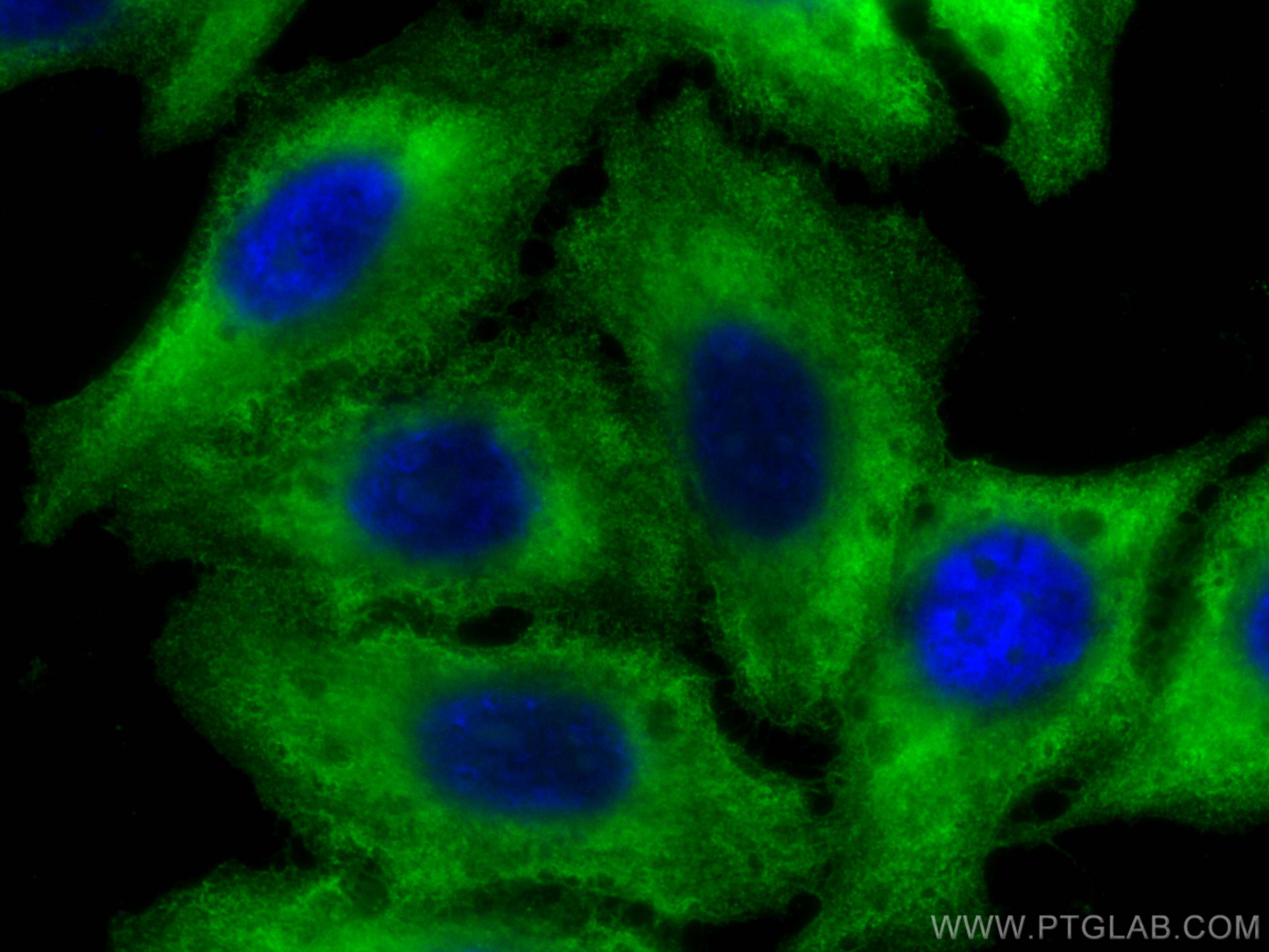 IF Staining of HepG2 using CL488-67006