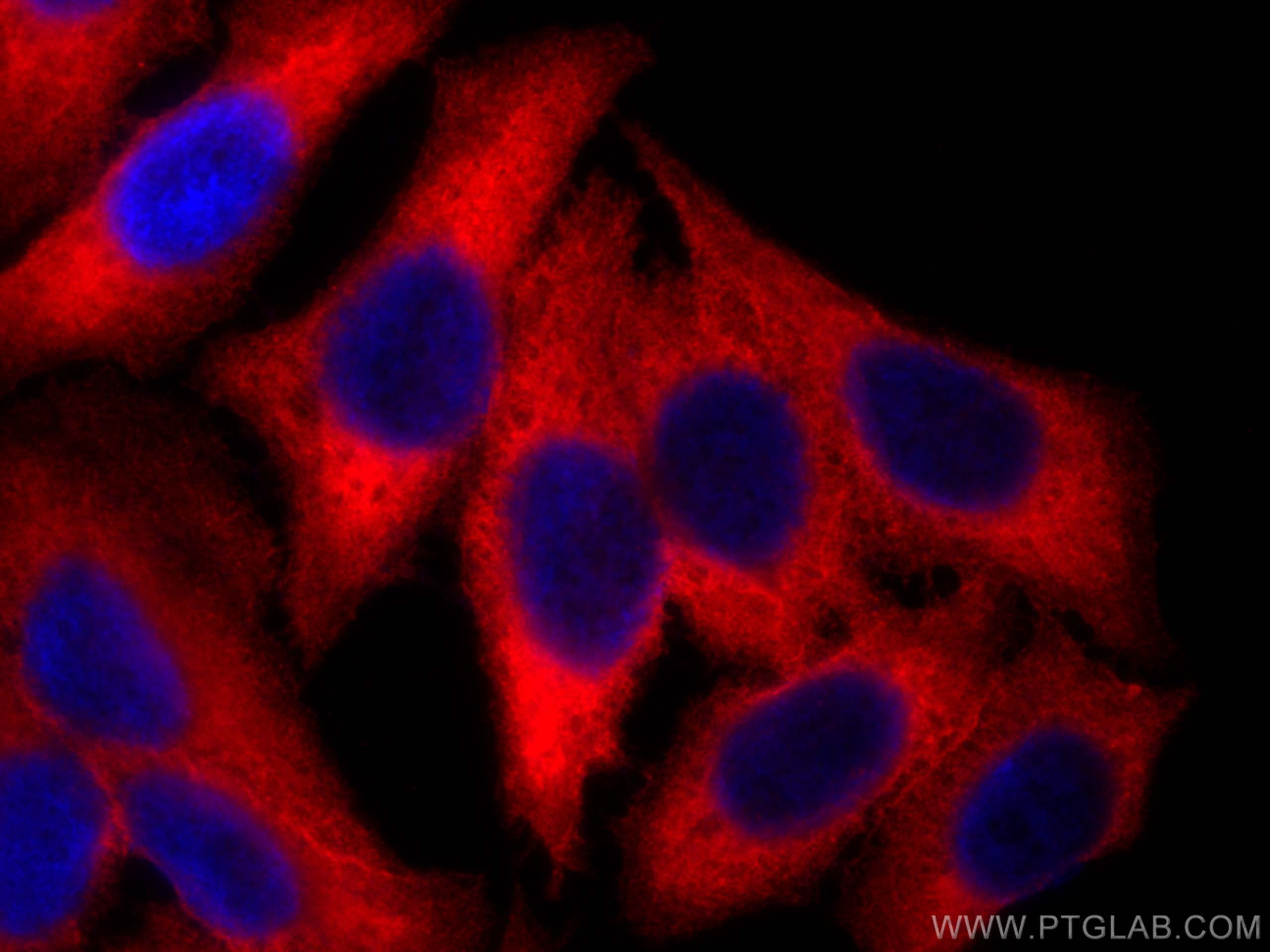 IF Staining of HepG2 using CL594-67006