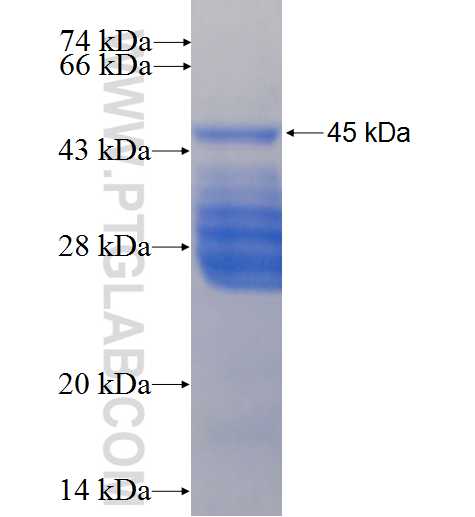 RRP12 fusion protein Ag25271 SDS-PAGE