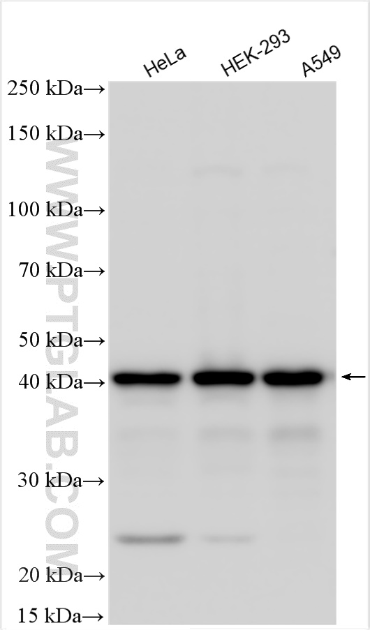 WB analysis using 16523-1-AP