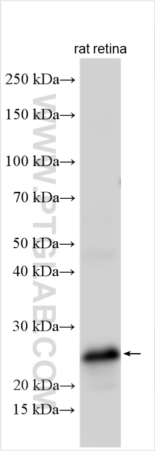 WB analysis of rat retina using 24430-1-AP