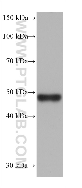 WB analysis of pig liver using 68604-1-Ig (same clone as 68604-1-PBS)