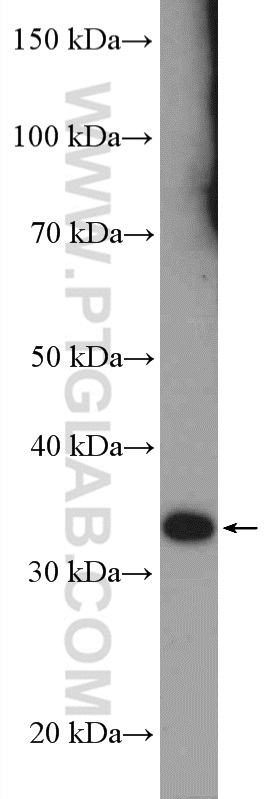 WB analysis of mouse testis using 23253-1-AP