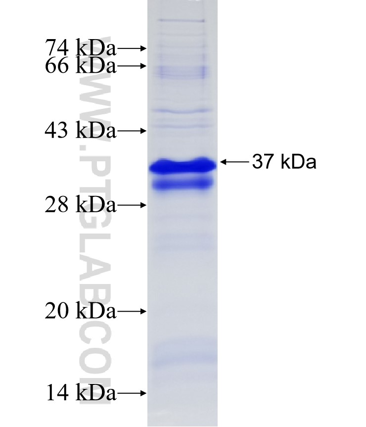 RSPO1 fusion protein Ag34556 SDS-PAGE