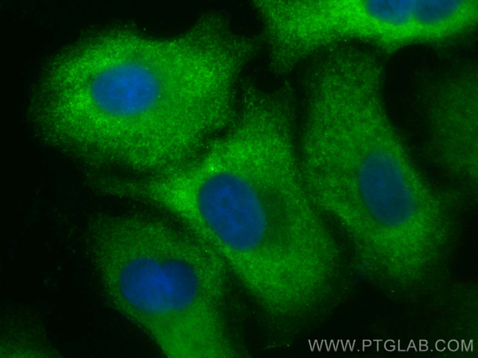 IF Staining of A549 using CL488-66314