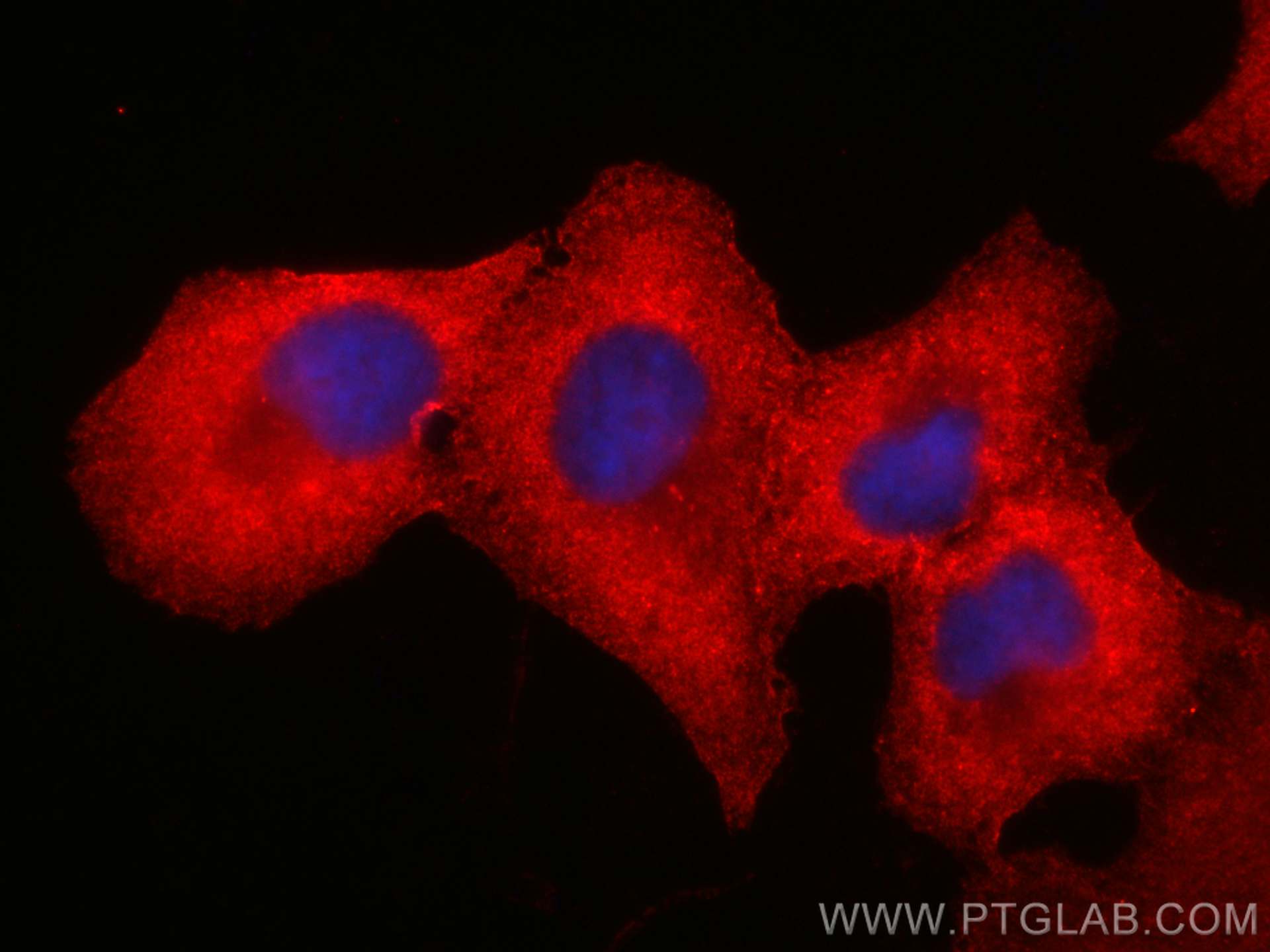 IF Staining of A549 using CL594-66314