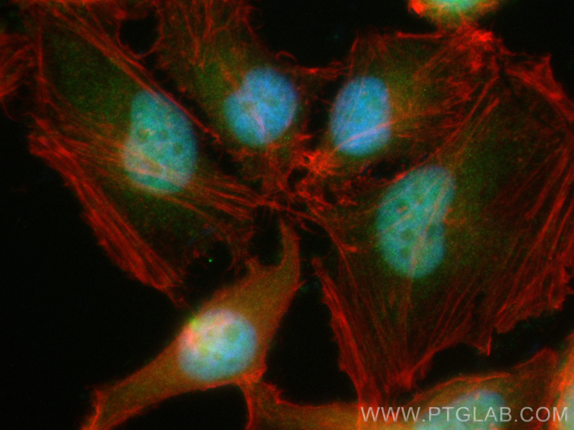 IF Staining of HeLa using CL488-16633