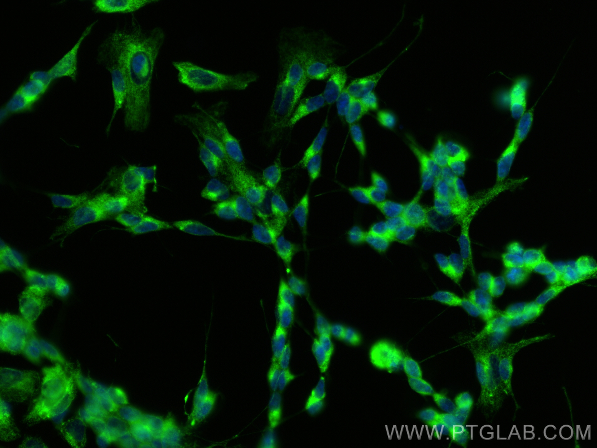 IF Staining of SH-SY5Y using 10950-1-AP