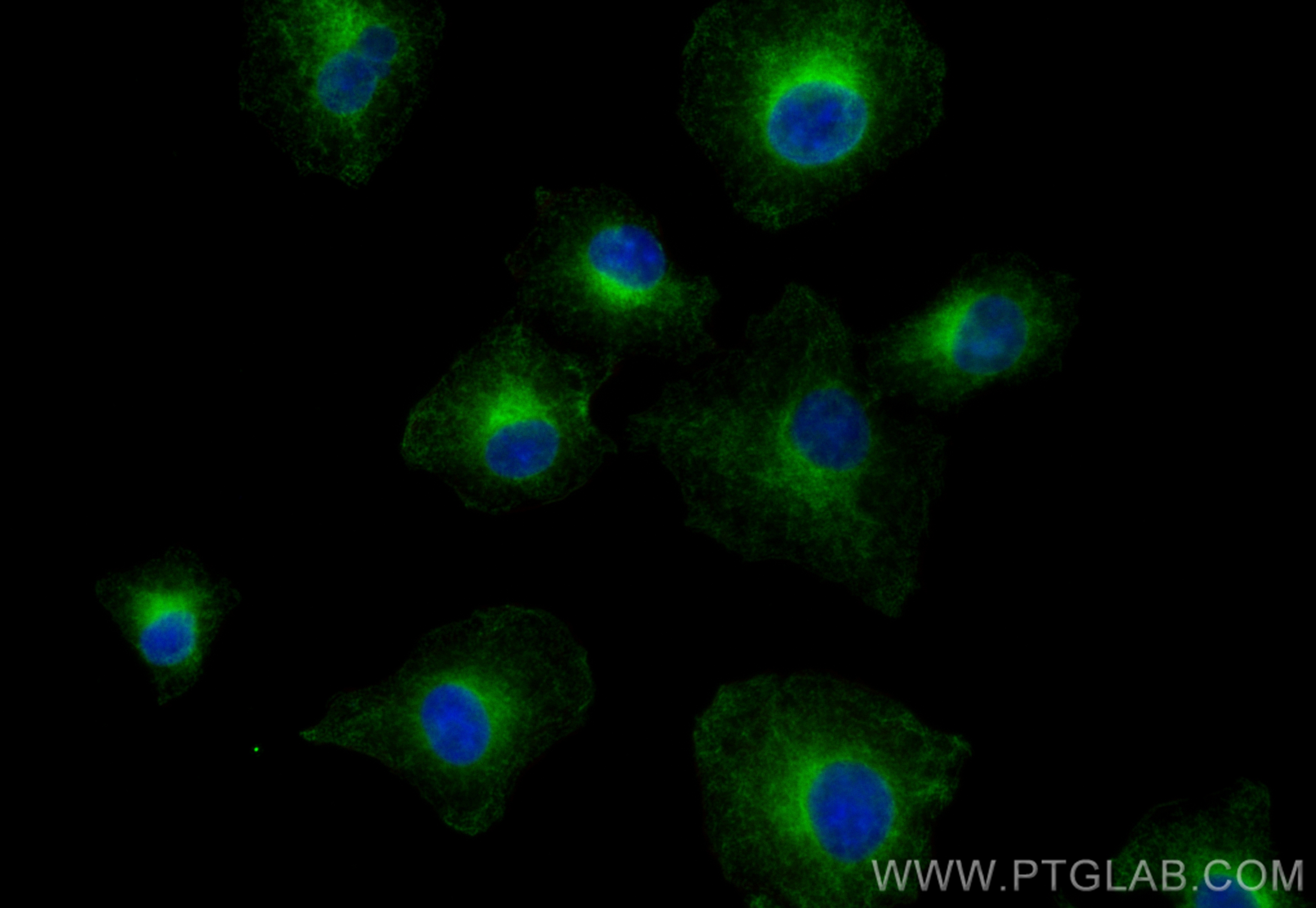 IF Staining of A549 using CL488-10950