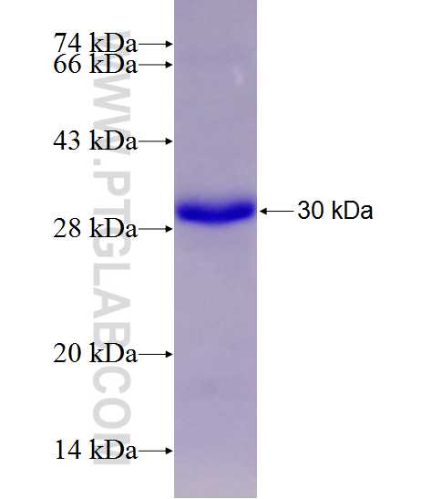 RTN4R fusion protein Ag28412 SDS-PAGE