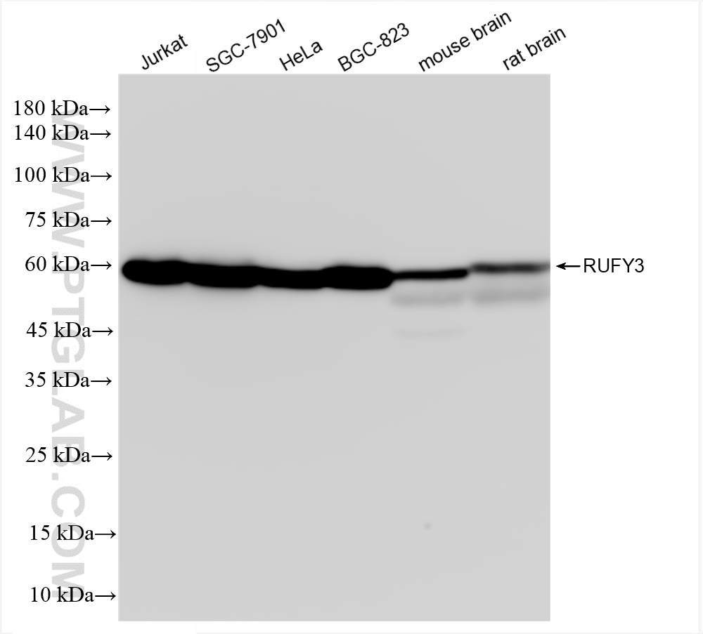 WB analysis using 83601-2-RR