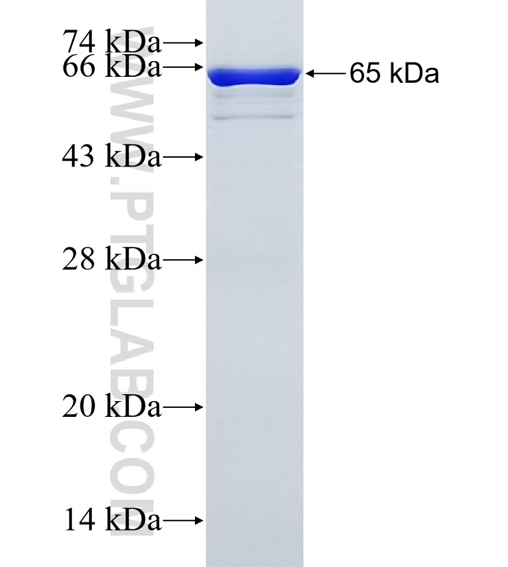 RUFY3 fusion protein Ag35558 SDS-PAGE