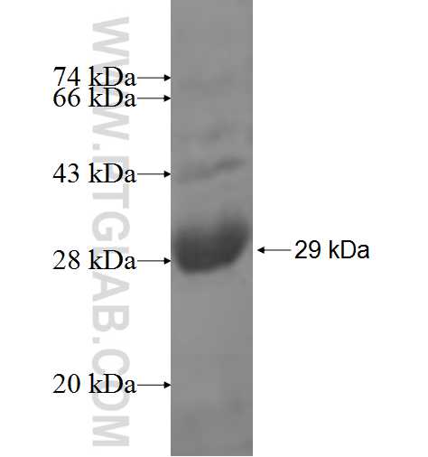 RUSC1 fusion protein Ag6073 SDS-PAGE