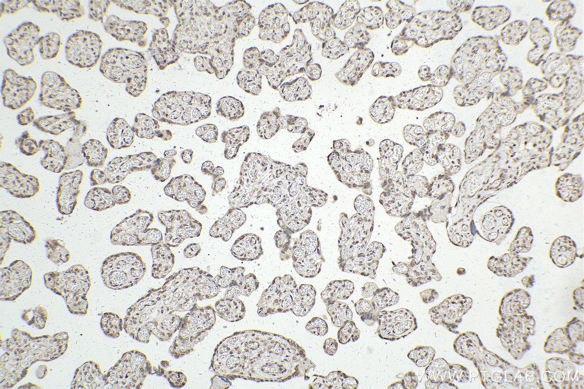 IHC staining of human placenta using 10195-1-AP